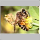 Andrena flavipes - Sandbiene w11.jpg